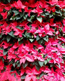 Full frame shot of red flowering plants