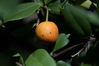 Close-up of fruits growing on tree