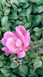 Close-up of pink flowers blooming outdoors