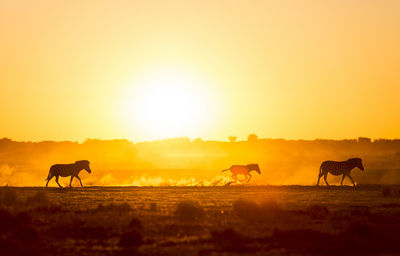 Silhouetted zebra family walk across the african sunset, with a baby zebra racing along in the dust