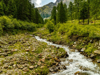 Scenic view of river flowing through forest