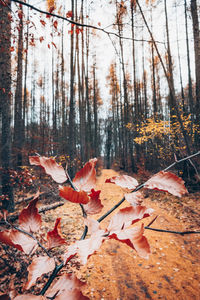 Close-up of autumn leaves on land