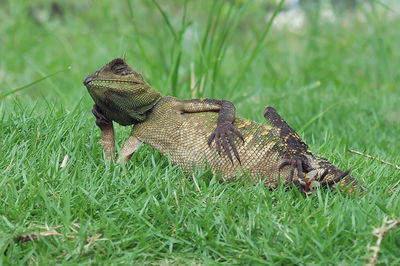 Close-up of iguana on field