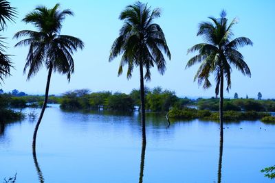 Palm trees by swimming pool against sky