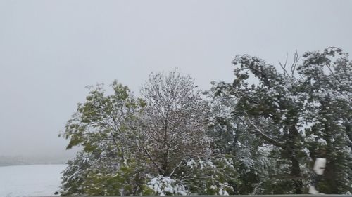 Scenic view of trees