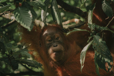 Wild orangutan in the jungle, sumatra, bukit lawang