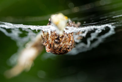 Close-up of spider on web