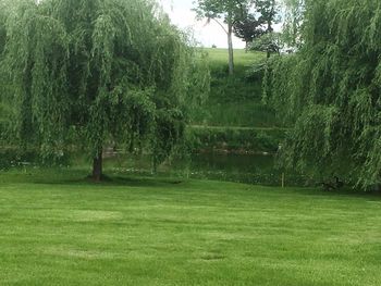 Scenic view of grassy field