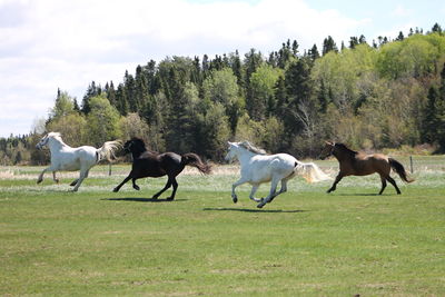 Horses running on field against sky