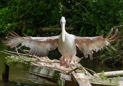 Birds flying in the water