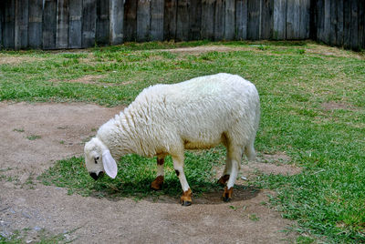 A sheep in the field