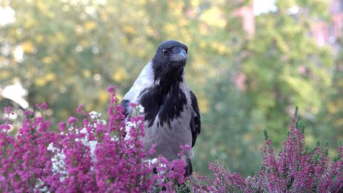 Bird perching on purple flower