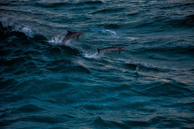 Dolphins jumping out of the ocean