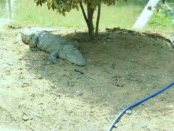 Close-up of lizard