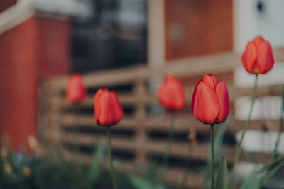 Close-up of red tulips