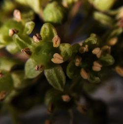 Close-up of plant