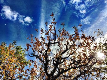 Low angle view of tree against sky