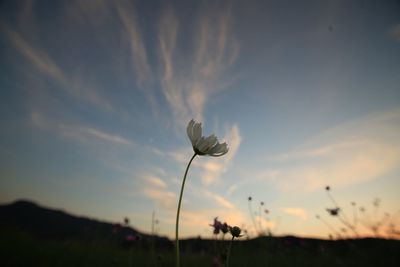 Close-up of flowering plant on field against sky during sunset