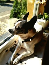 Close-up of dog on window