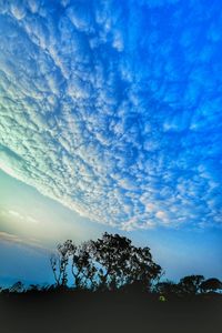 Low angle view of silhouette trees against sky during sunset