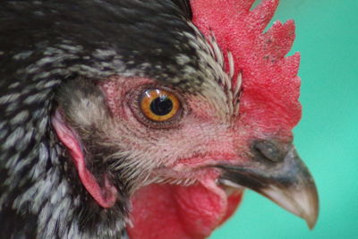 Close-up of a bird