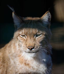 Close-up of cat