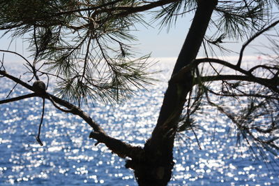 Low angle view of bare trees against sky