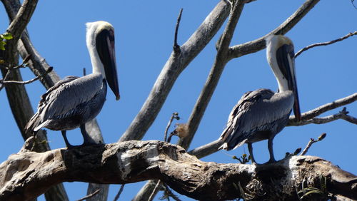 Low angle view of bird perching on branch against sky