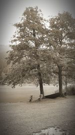 Trees on field against sky