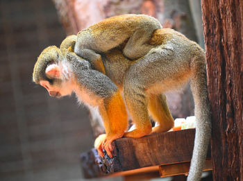 Close-up of monkey on tree trunk