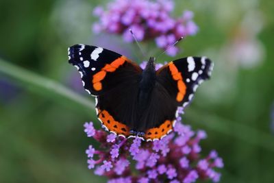 Close-up of butterfly on purple flower