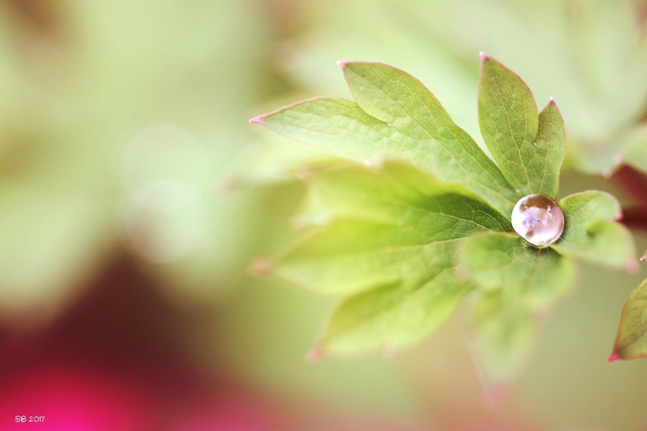 CLOSE-UP OF FRESH GREEN LEAF WITH DEW DROPS