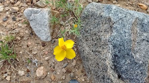 High angle view of yellow crocus blooming on field