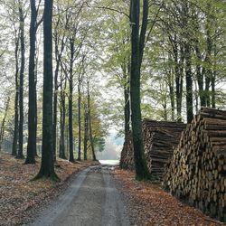 Trees in forest