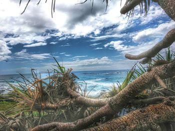 Close-up of plants by sea against sky