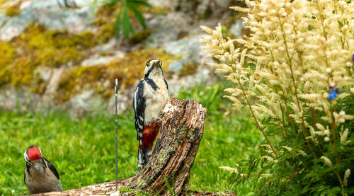 Bird perching on a tree