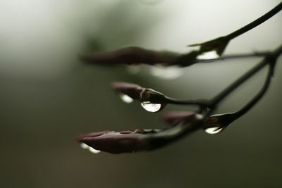 Close-up of water drop on plant