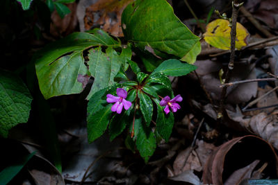 High angle view of pink flowering plant