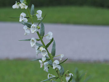 Close-up of white flowers blooming outdoors