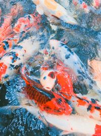 High angle view of koi carps swimming in water