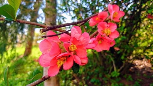 Close-up of pink flowering plant