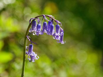 Bluebell. spring flower. close-up of blue flower. british native bluebell. green bokeh background