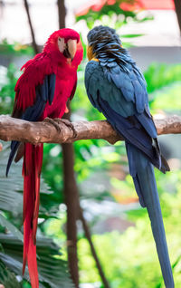 View of parrot perching on branch