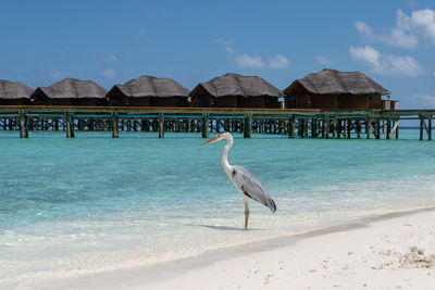 View of a bird on beach