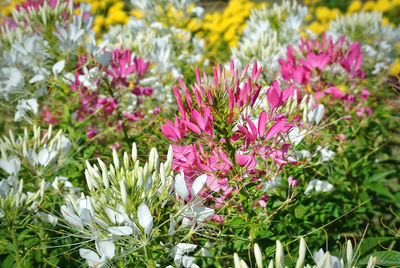 Close-up of pink flowering plants on field