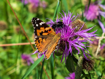 Close-up of butterfly pollinating on pink flower