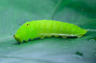 Close-up of green insect on leaf