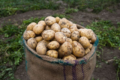 Close-up of raw potatoes in sack at farm