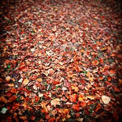 Full frame shot of autumn leaves