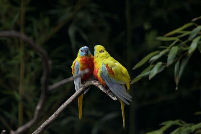 Close-up of parrot perching on tree